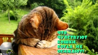 Что чувствуют кошки, когда их обижают