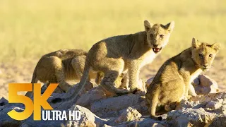 5K Āfrikas savvaļas daba - virtuālais ceļojums uz Kgalagadi pārrobežu parku, Dienvidāfrika -