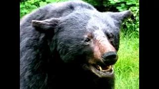 Black Bear Archery bear tries to climb in the stand