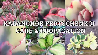 Kalanchoe Fedtschenkoi & Variegata 'Lavender Scallops' Care & Propagation