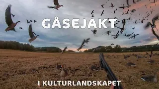 Gåsejakt i kulturlandskapet