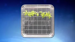 Space Station Live: How Do Roots Grow in Space