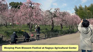 Weeping Plum Blossom Festival at Nagoya Agricultural Center