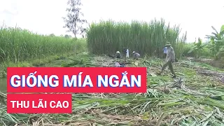 Nông dân trồng mía vui vì chọn giống ngắn ngày thu lãi cao