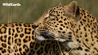 Whiskers of the African Bush