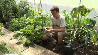How to Harvest your Cucumber Crop