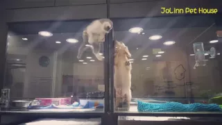 Kitten Escapes Cage to Play With Puppy