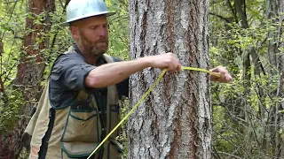 Tree Tips: Basic Forest Inventory