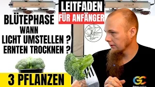 Cannabis Anbau Anfänger Leitfaden für 3 Pflanzen Blütephase Licht einstellen ernten und trocknen .