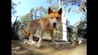 Ipswich Nature Centre Dingoes Ipswich First