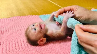 baby monkey Tina doesn't want to leave her mother, she looks so pitiful