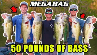 We Caught 50 POUNDS OF BASS! (MEGABAG)