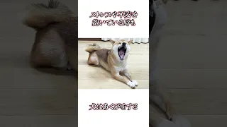 意外と知らない犬に関する雑学　#shorts