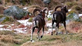 mouflons corse