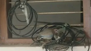 Mother dove feed Baby dove