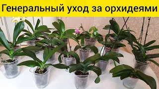 УХОД за орхидеями: полив орхидей, удобрение, обрезка цветоносов | Орхидеи на МОКРЫХ пяточках