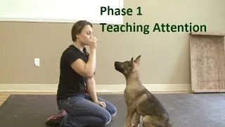 How to Train a Dog to Pay Attention (K9-1.com)