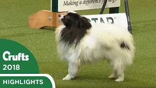 NOPE! Papillon refuses the Agility course at Crufts 2018