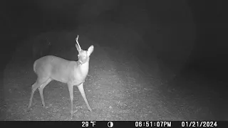 1 Antler Buck with Bigger Guy in the Back