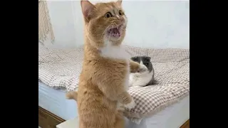 😺 Why do we need a second cat?! 🐈 Funny video with cats and kittens for a good mood! 😸