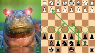 How To Crush White With The Hippo Defence In 4 Minutes