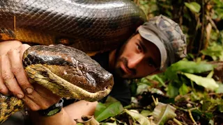Самая большая змея была найдена в джунглях  . The biggest snake was found in the jungle