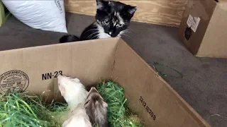 Ferrets Meet A Kitten (UPDATE!)