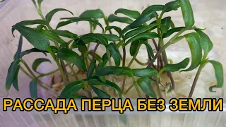 ВЫРАЩИВАНИЕ ПЕРЦА БЕЗ ЗЕМЛИ !