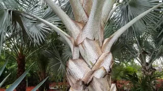 Bismarck's Palm - Bismarckia nobilis, Florida's most popular landscape palm (Maybe!)