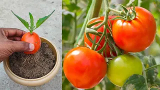 Simple method propagate Tomato tree with alovera || How to grow tomato at home