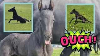 Ouch!!! 2 foals in the meadow for the first time. Hope it turns out fine! | Friesian Horses