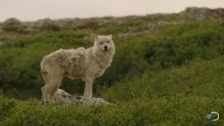 Gray Wolves Hunt Caribou | North America
