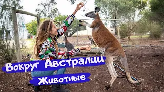 Вокруг Австралии. Дикие животные