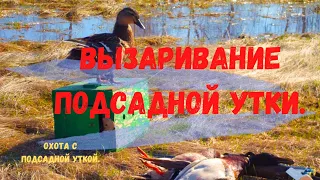 Вызаривание подсадной утки.