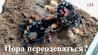 Линька паука птицееда.Tarantula molting #Shorts