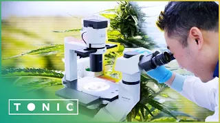 Should Marijuana Be A Legal Medicine? | Live Well For Longer S1 EP1 | Tonic