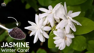 7 Tips For Jasmine Plant Winter Care.... (Apply Now)