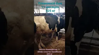 Breeging bull  525 kg .11 ойлик голштин зотли бука!! Вазни 525 кг.Племенной бык 11 месяцев 525 кг