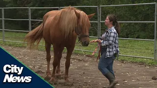 Horseback riding to overcome anxiety and depression