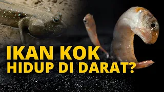 IKAN YANG MELAWAN KODRAT KARENA BISA HIDUP DI DARAT