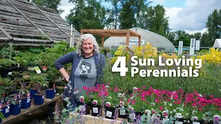 4 Sun Loving Perennials