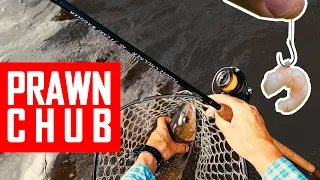 Float fishing on prawns for big autumn Chub