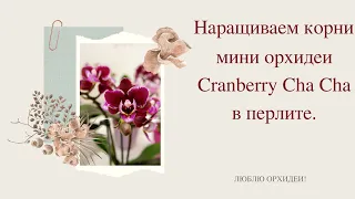 Наращиваем корни мини орхидеи Cranberry Cha Cha в перлите.