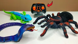 RC Realistic Tarantula Spider Unboxing & Testing - Chatpat toy tv