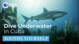 Underwater in Cuba | Soothe Yourself | PBS NATURE