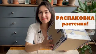 Долгожданная новинка! / Распаковка посылки с растением