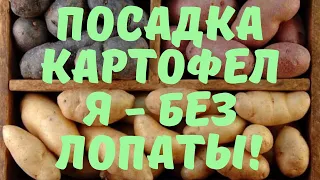 Посадка картофеля. Как сажать картошку - БЕЗ ЛОПАТЫ!