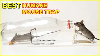 Best Humane Mouse Trap With Plastic Bottle | DIY Rat Trap Homemade