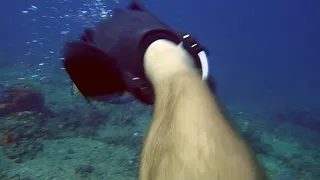 Triggerfish Attack