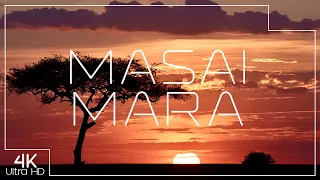 Masai Mara National Reserve | African wildlife and nature in 4K